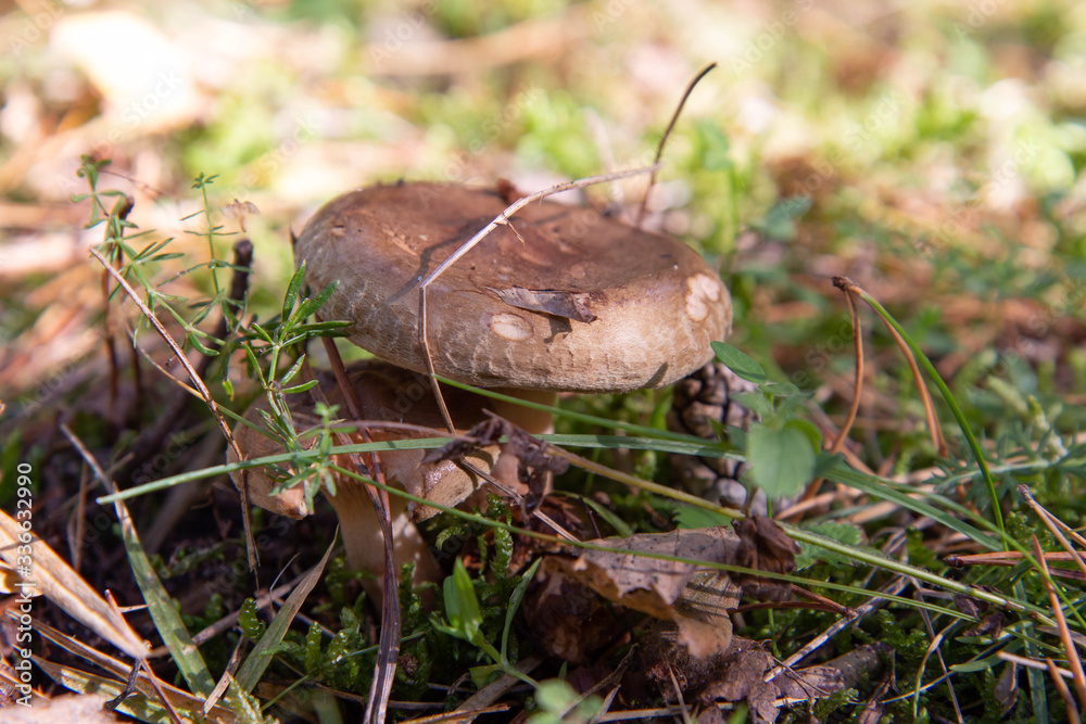 Mushroom in the forest