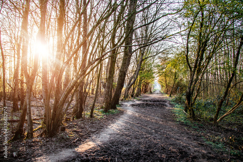 road in the forest