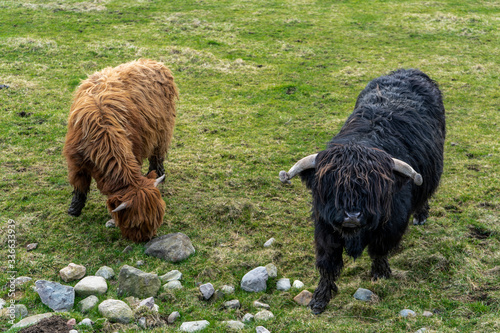 Young brown and black highland cows photo