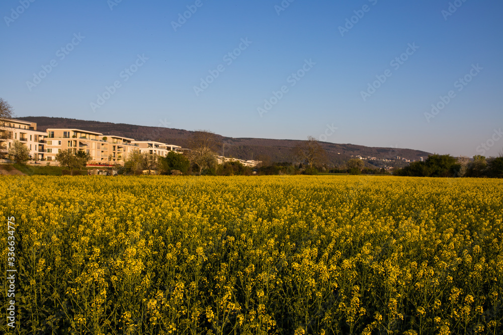Schönes Rapsfeld im Frühling in der Bahnstadt Heidelberg, Deutschland