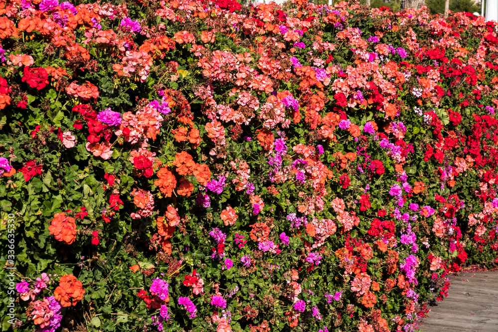 Flower wall background. Garden fence made with flowers