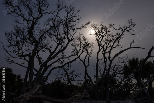 Moonlight through branches of a tree. Night nature landscape © Nickolay Khoroshkov