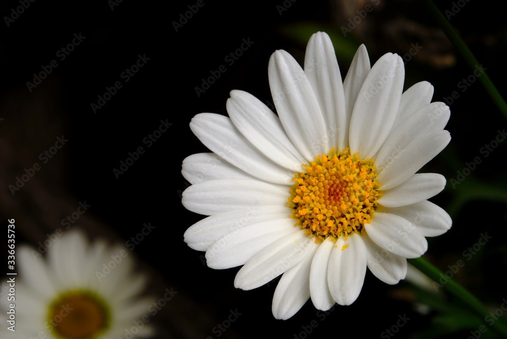 Fototapeta premium Macro photography of flowers. Close-up of an isolated white daisy on a sunny day.