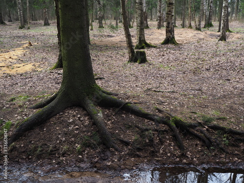 tree with large roots on the surface of the earth