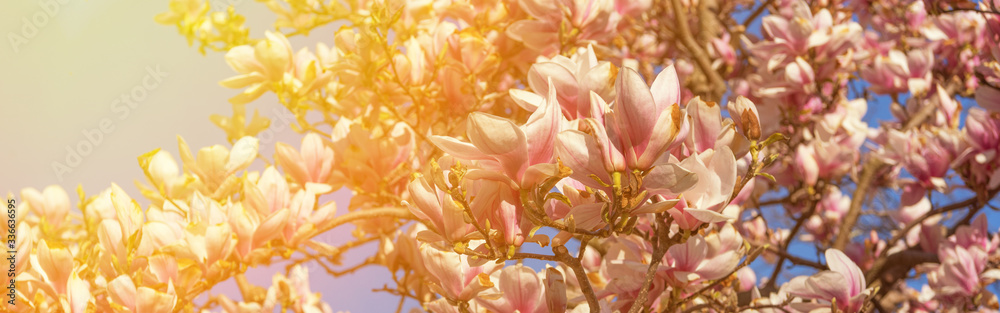 magnolia tree blossom in springtime. tender pink flowers bathing in sunlight. warm april and may weather