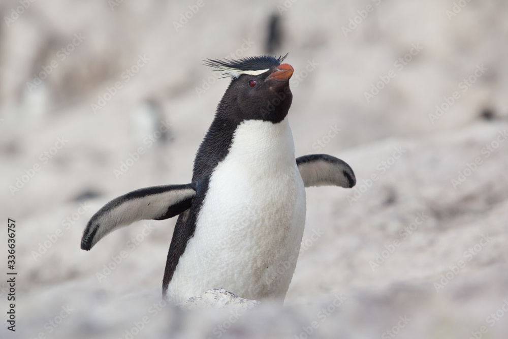 Fototapeta premium Rockhopper penguins sitting on the rocky beach of Isla Pinguino Patagonia Argentina blurred background 