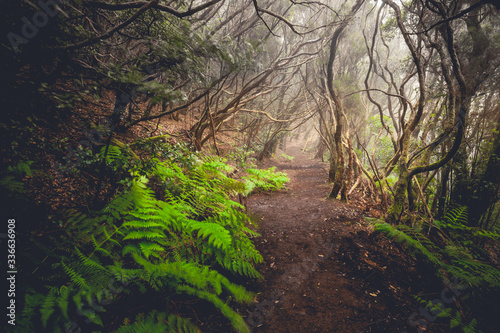 Fototapeta Naklejka Na Ścianę i Meble -  path through a dark forest. Misty woodland landscape
