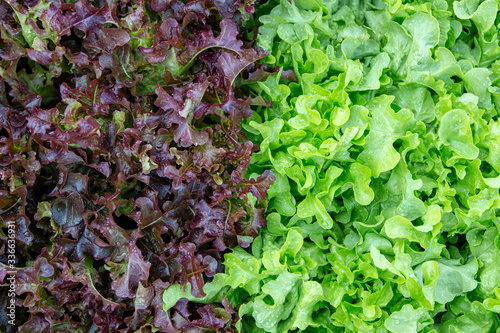 red and green oak lettuce background