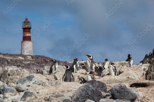 Penguins sitting on the rocky beach of Isla Pinguino Patagonia Argentina lighthouse 