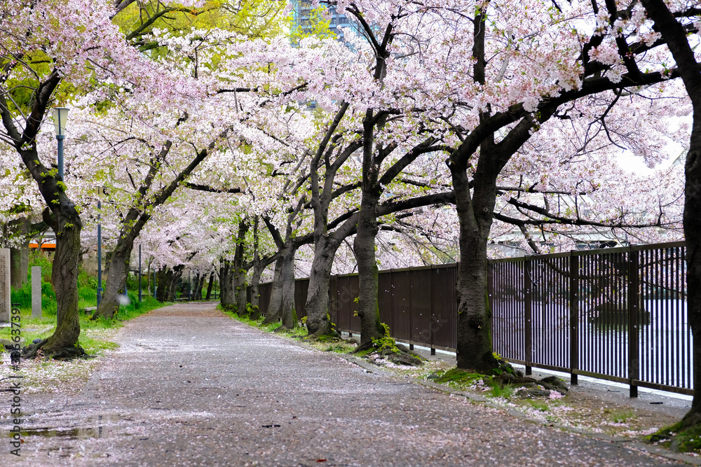 Sakura Cherry blossom tree along the fence and the riverside ,fallen sakura petal on path way in Sakuranomiya Park, Osaka Japan Sakura Cherry blossom tree along the fence and the riverside ,fallen sakura petal on path way in Sakuranomiya Park, Osaka Japan