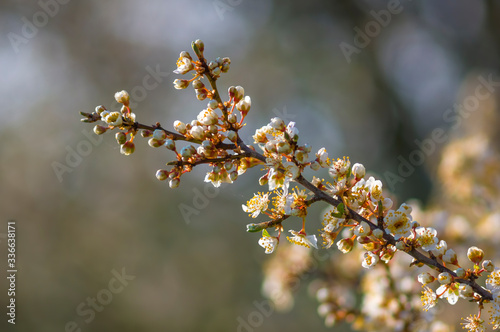 Fresh fruit blossom bud in the spring season