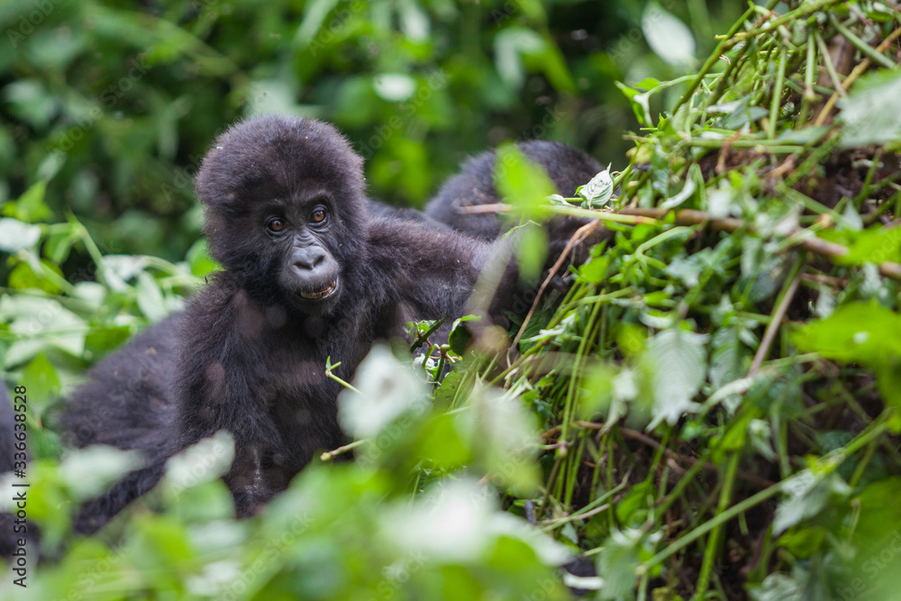 Baby Gorilla in wilderness national park Democratic Republic of Congo green forest Baby Gorilla in wilderness national park Democratic Republic of Congo green forest
