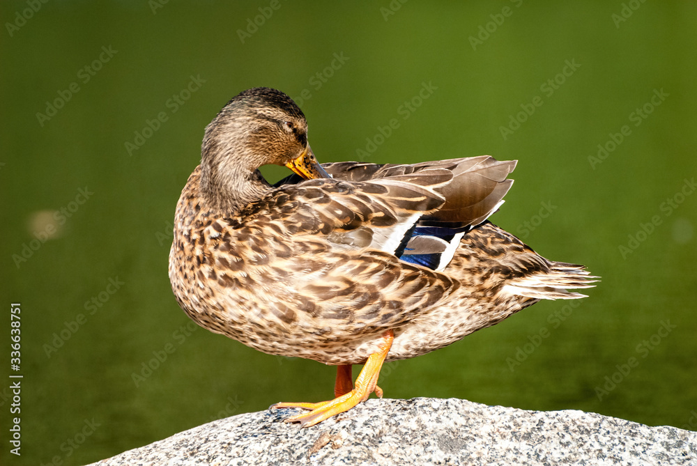 Fototapeta premium The Mallard is a dabbling duck that breeds throughout the temperate and subtropical Americas, Eurasia, and North Africa.