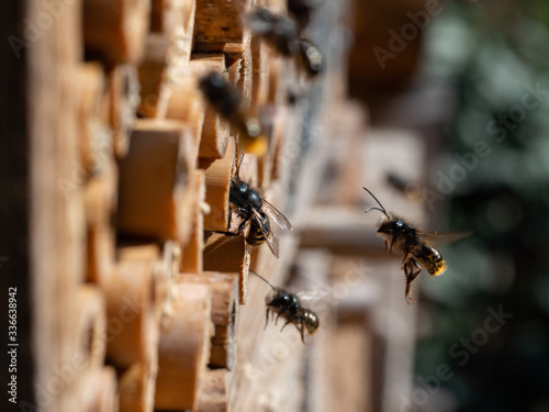 Mason bees at an insect hotel in spring © Sabine Se