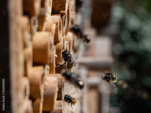 Mason bees at an insect hotel in spring