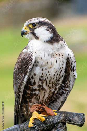 The peregrine falcon (Falco peregrinus), also known as the peregrine, and historically as the duck hawk in North America, is a widespread bird of prey (raptor) in the family Falconidae.