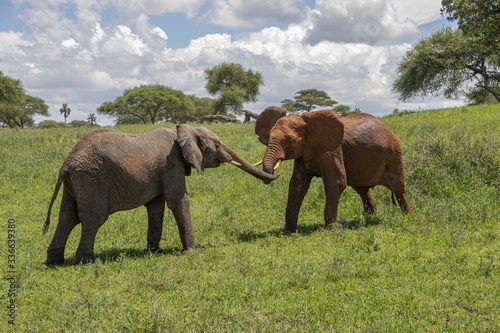 Junge Elefanten, spielen © karlJ