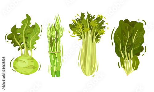Raw Healthy and Vitaminic Green Vegetables with Celery and Turnip Vector Set