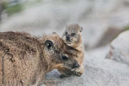 mother and cute baby African Daman (hyrax) lying on rocks South Africa 