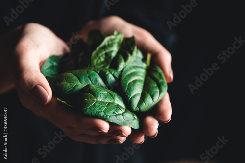 healthy eating, dieting, vegetarian food and people concept close up of woman hands holding spinach