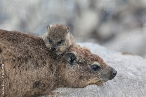 mother and cute baby African Daman (hyrax) lying on rocks South Africa 