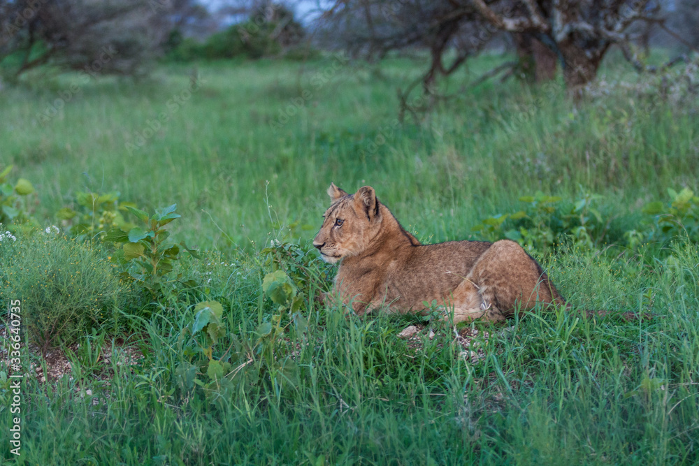 Naklejka premium Young lioness after hunting east Africa Serengeti national park 