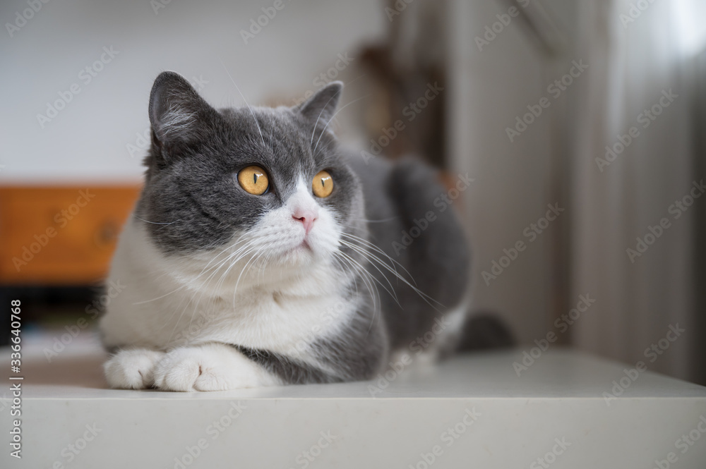 Fototapeta premium Cute British shorthair cat, indoor shot