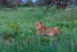 Young lioness after hunting east Africa Serengeti national park 