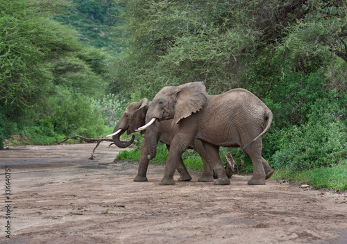 Couple of African elephants crossing dry river bed in Manyara national park Tanzania green landscape 