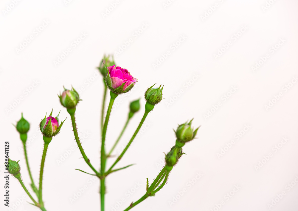 closeup pink rose bud Isolated on white background closeup pink rose bud Isolated on white background