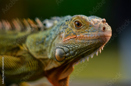 close up of a iguana © Ridwan