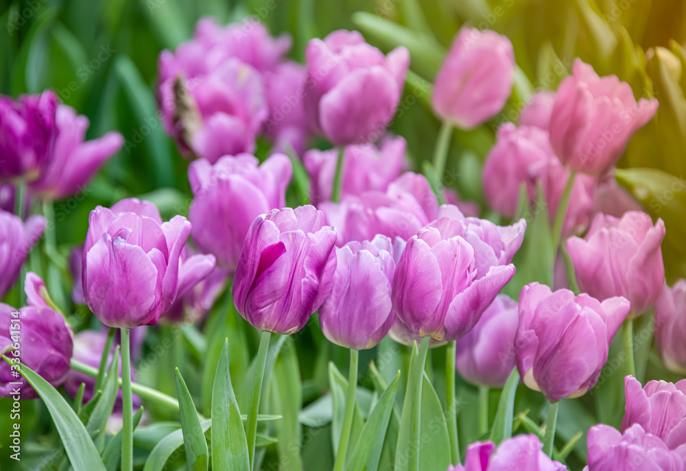 Naklejka premium Purple tulips in the park,Thailand