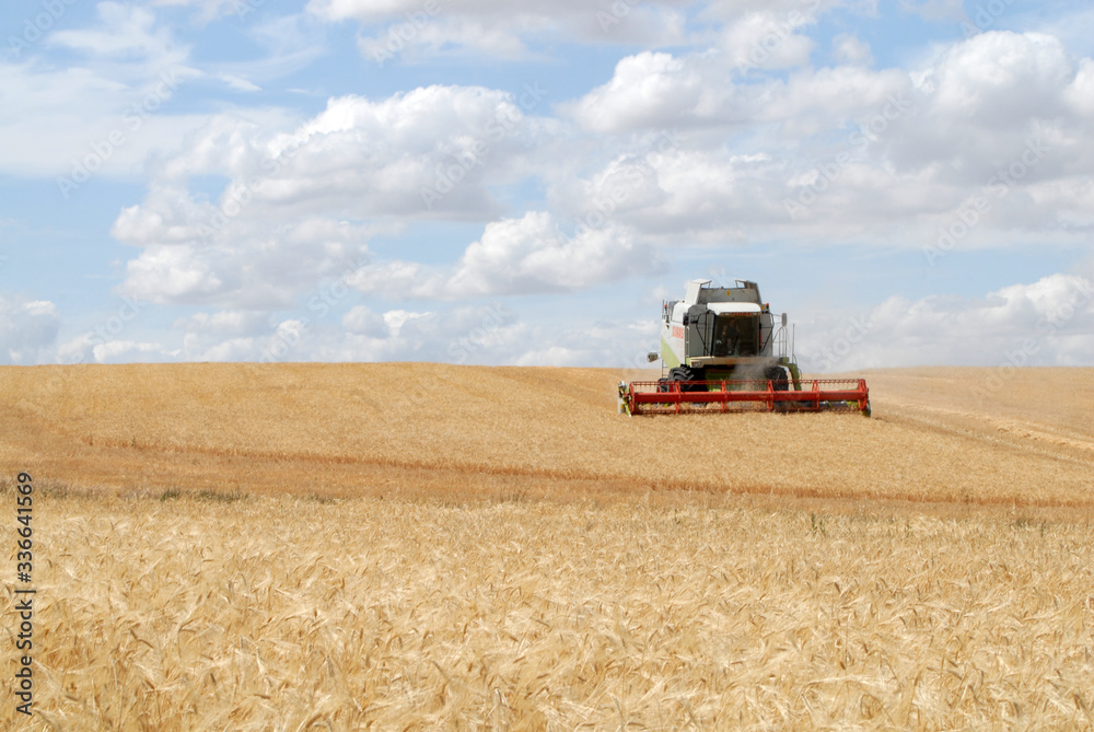 Obraz premium cosechando el campo de cultivo
