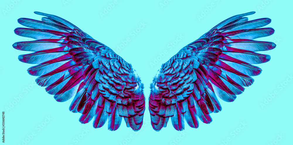 Obraz premium Angel wings an isolated on background