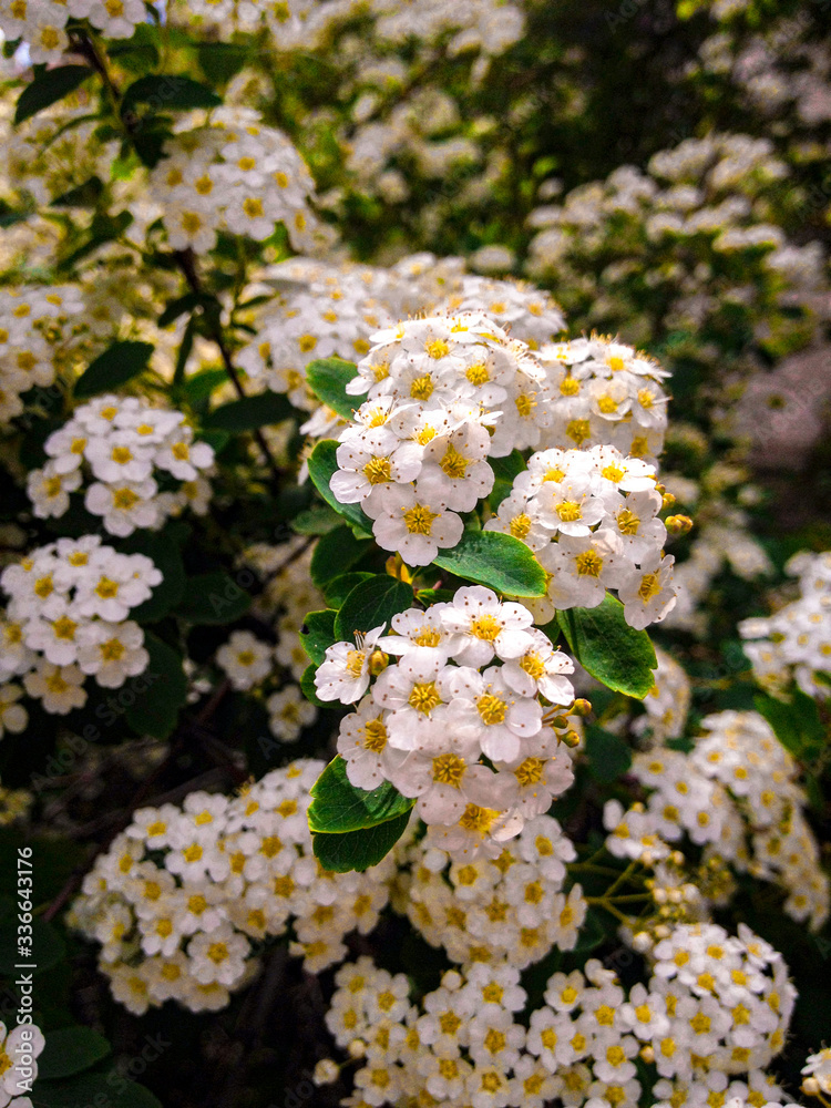 Spring flowering in sunny weather Spring flowering in sunny weather