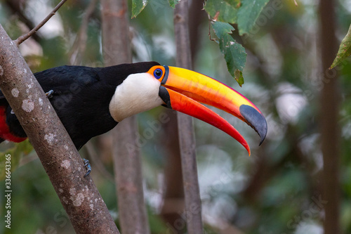 toucan on a tree photo