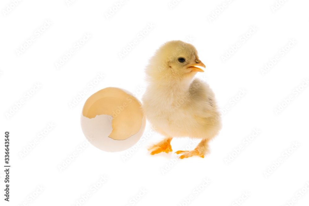Young fluffy yellow Easter Baby Chicken with an eggshell standing Against White Background