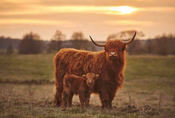 Ingelijste posters Schotse hooglander Hooglander en kalf bij zonsondergang  © PHOTOLIFESTYLE