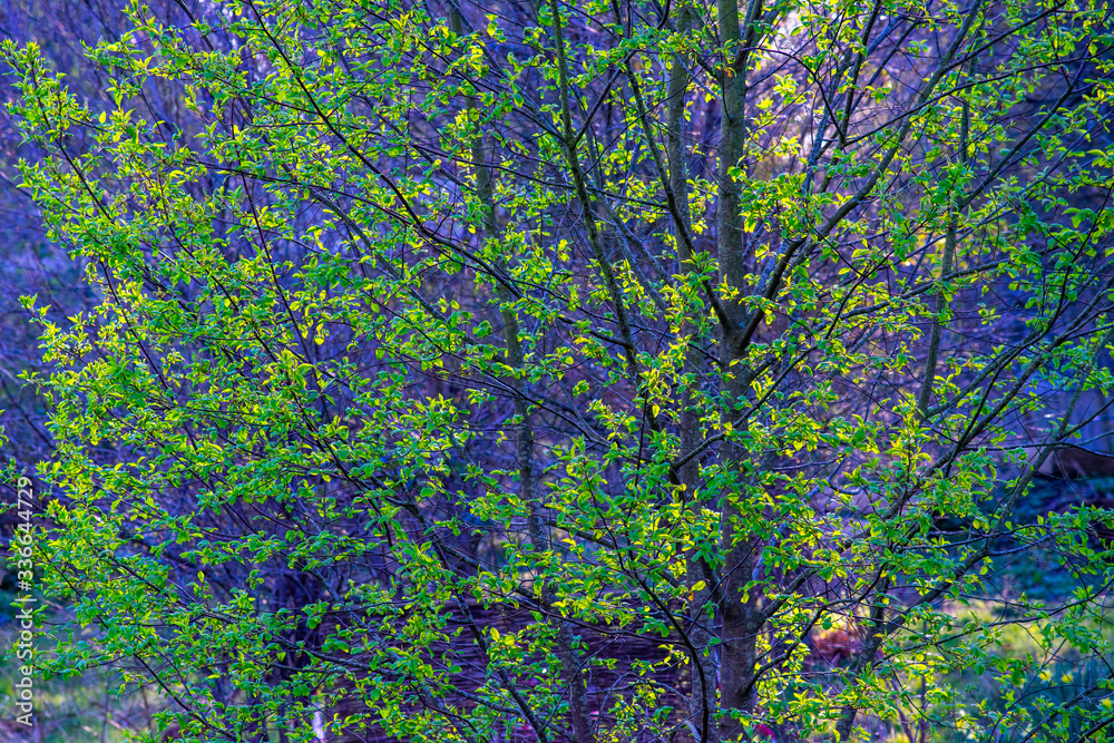 custom made wallpaper toronto digitalgreen tree background