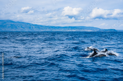 Ocean and dolphin, Pico island, Azores. © Vincent Pommeyrol