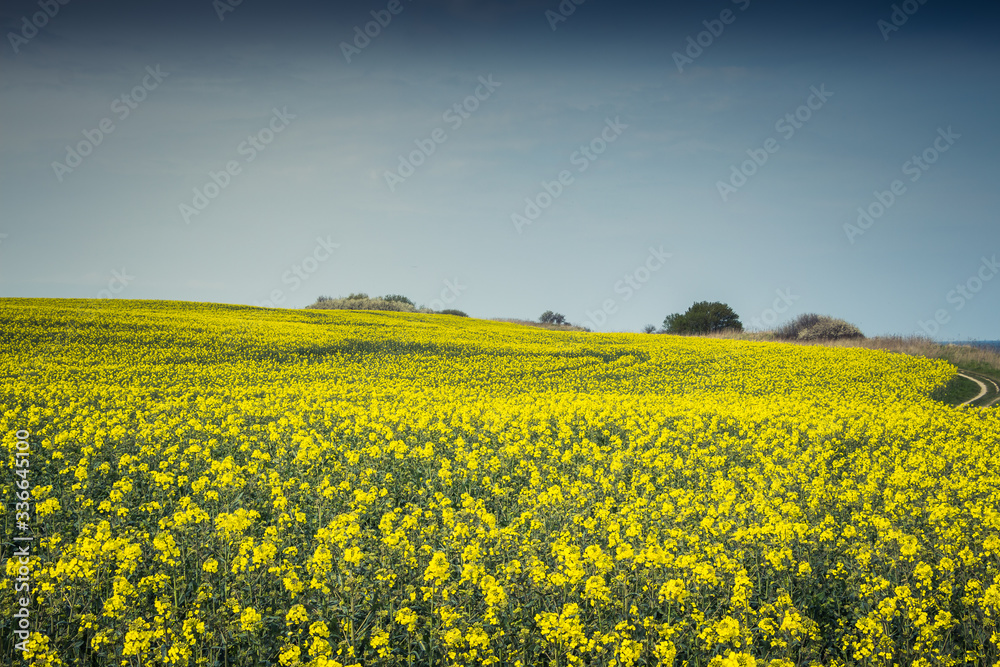 Obraz premium A wonderful View over the Rape Fields near Boltenhagen - Germany