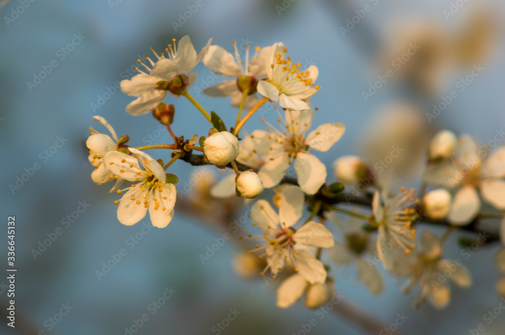 Fresh fruit blossom bud in the spring season Fresh fruit blossom bud in the spring season