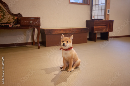 Japanese Shiba Inu dog small size   lonely animal. puppy with scarf sleep on mat  Pet sleep rest on floor  lazy time.