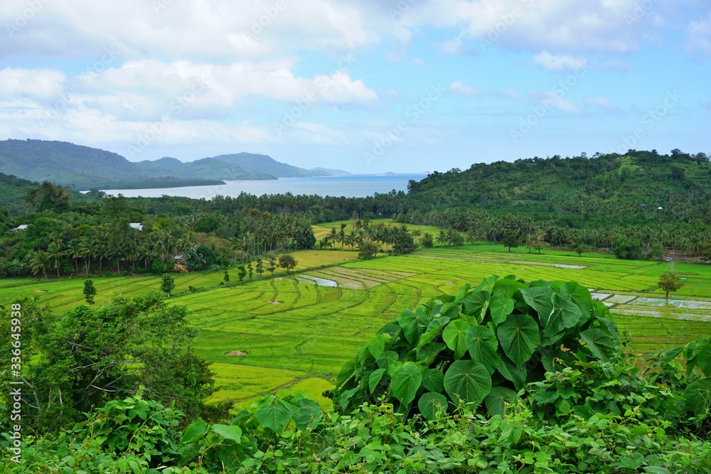 Green rice fields - beautiful nature picture with a little cloudy, blue sky at the background