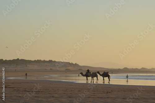Ride a camel across Essaouira s beaches  dunes and forests during sunset time. Its one of the common activities at Morocco.