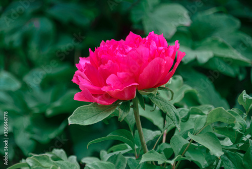 A close-up of the beautiful peonies