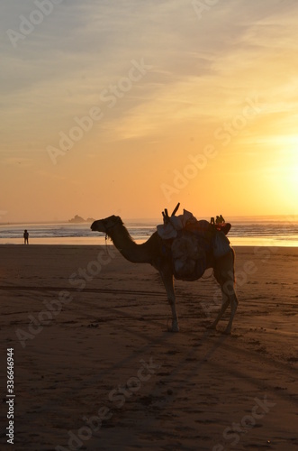 Ride a camel across Essaouira's beaches, dunes and forests during sunset time. Essaouira, Morocco, is a stunning beach, a kitesurf paradise and Game of Thrones location.