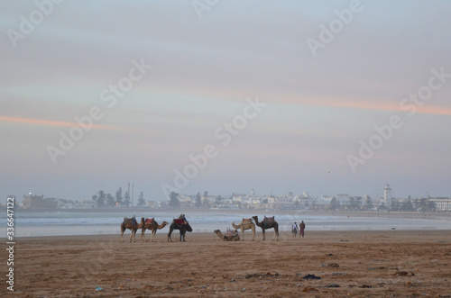Ride a camel across Essaouira's beaches, dunes and forests during sunset time. Its one of the common activities at Morocco.