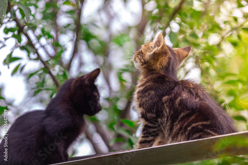 Little kittens climbing on the tree in garden. Daily habitat for cats.
