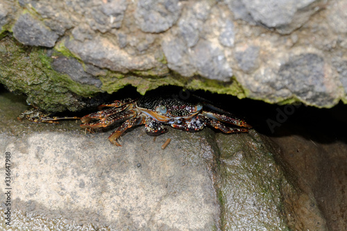 Trois Ilets  Martinique  France  26 aout 2013   Crabe  Zagayak ou Zagaya ou Grapsus grapsus  est un crabe qui a une carapace aplatie. C est un crabe vivant le jour  souvent sur les rochers en  bord